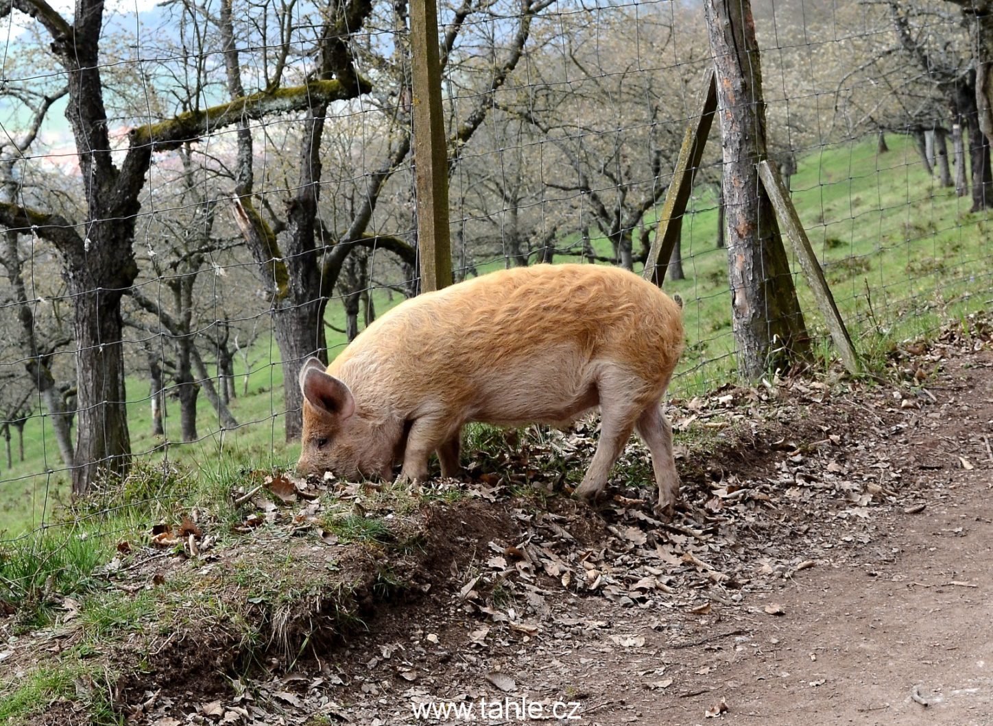 Točník a Žebrák