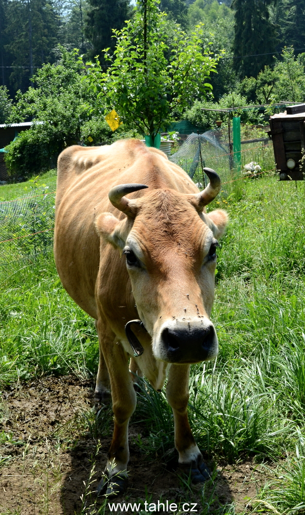 Východní pól ČR