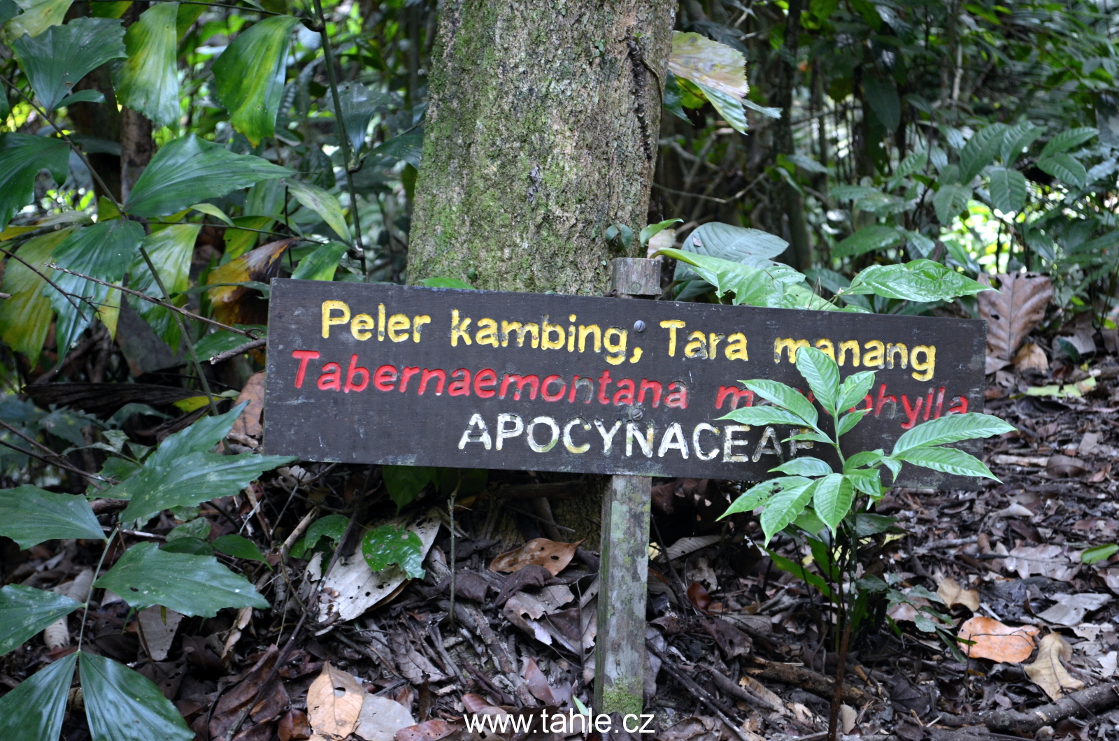 Lambir Hills National Park j