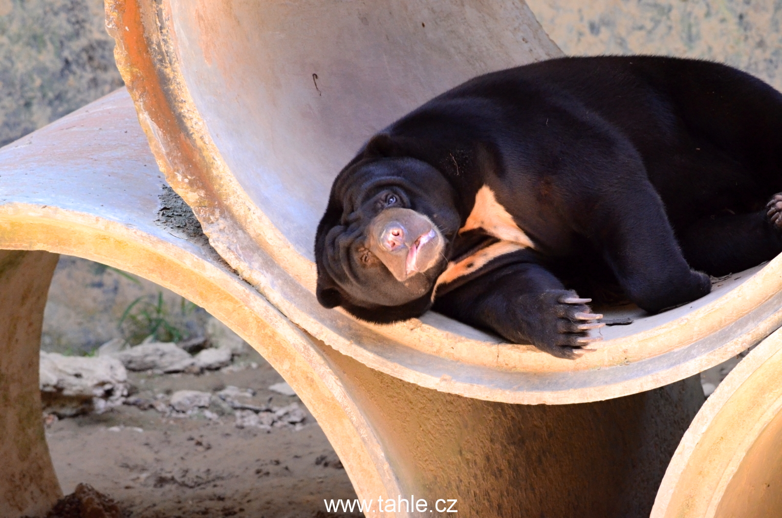 Lok Kawi Wildlife Park