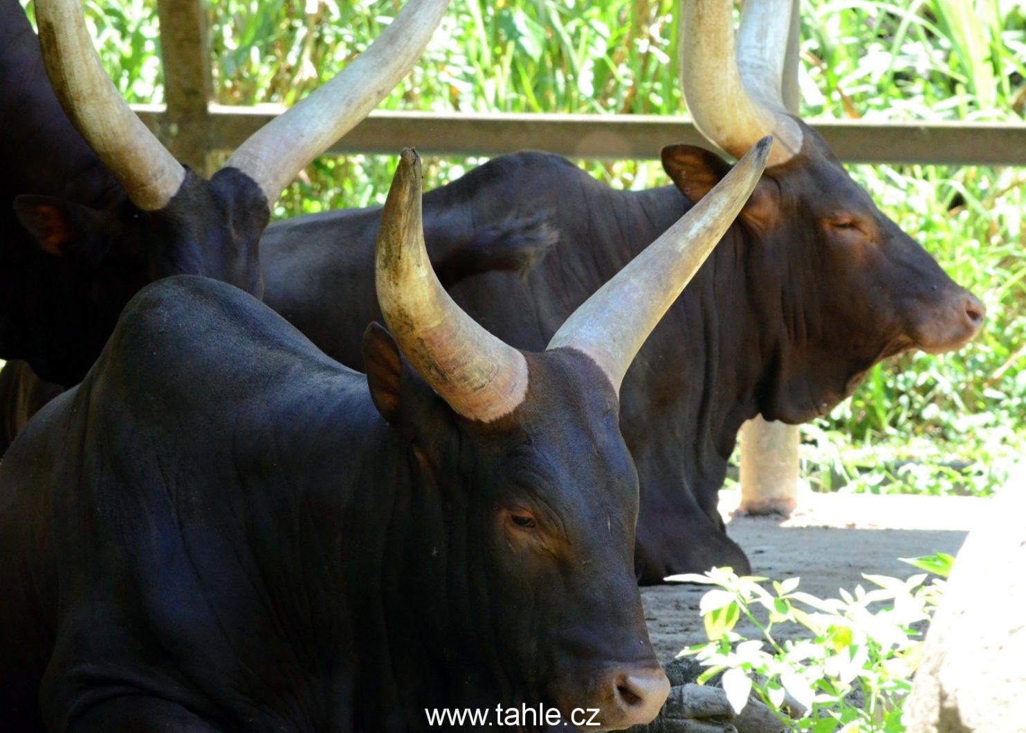 Lok Kawi Wildlife Park