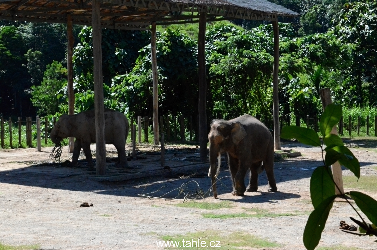 Lok Kawi Wildlife Park