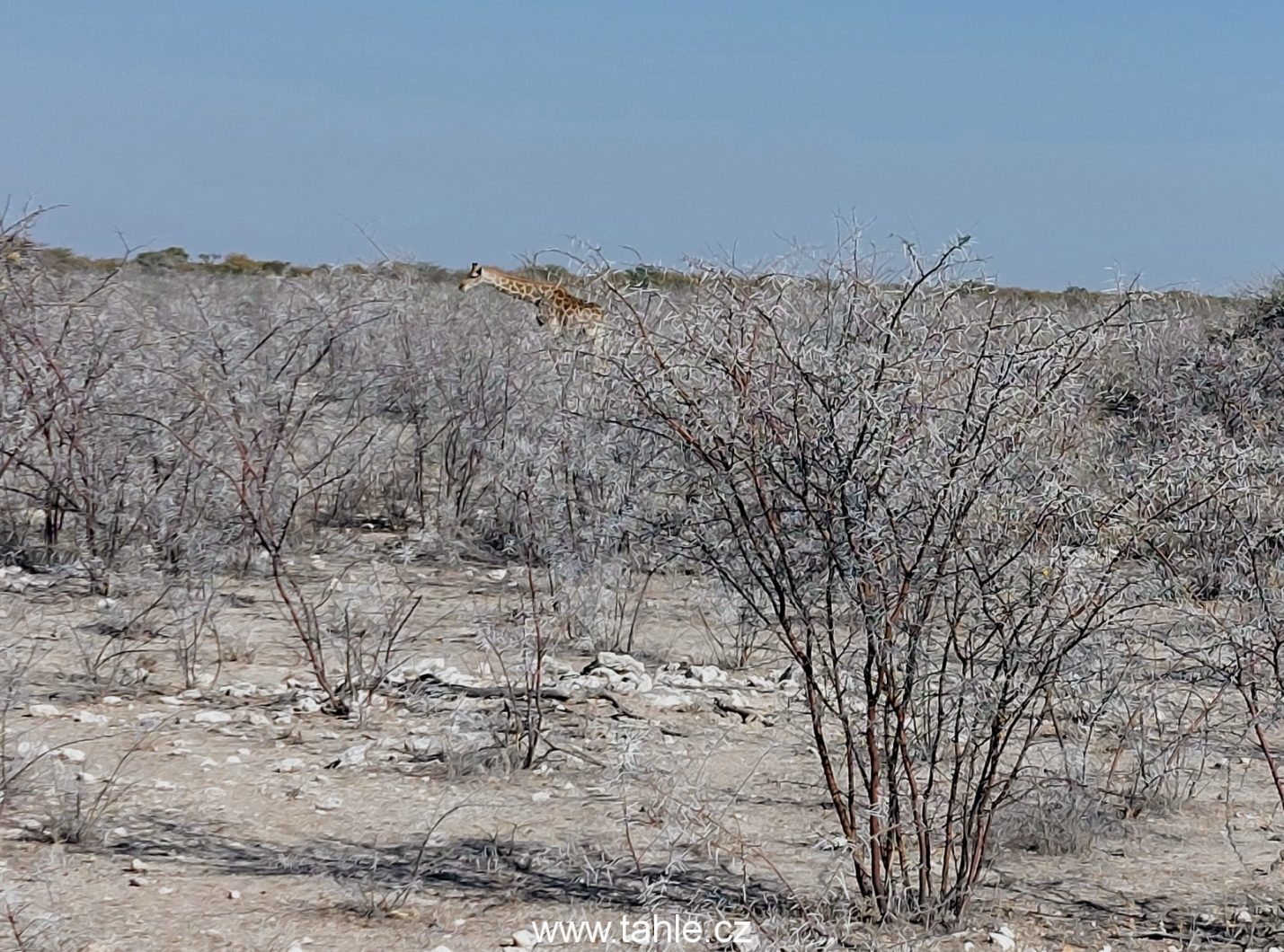 NP Etosha