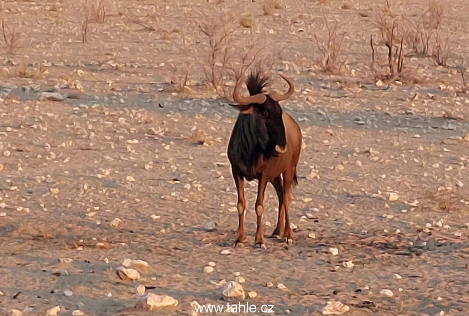 NP Etosha (2)