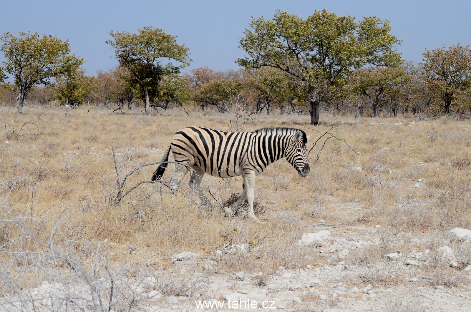 NP Etosha (2)