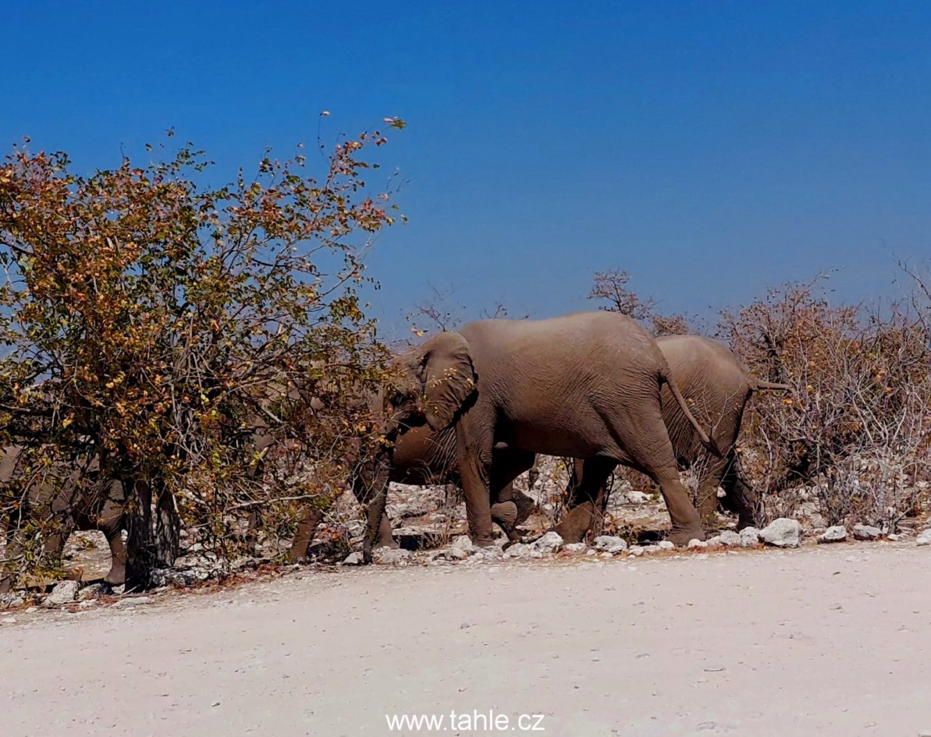 NP Etosha