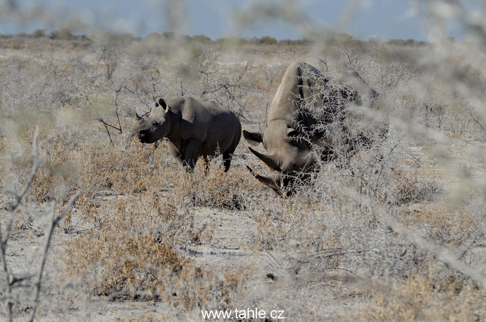 NP Etosha (2)