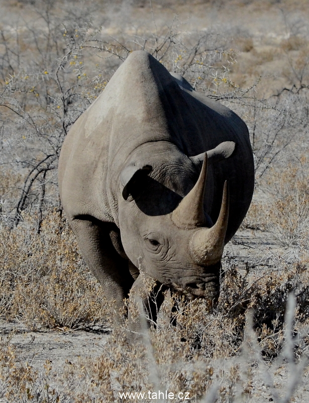 Etosha