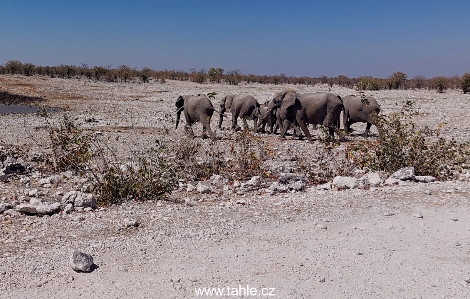 NP Etosha