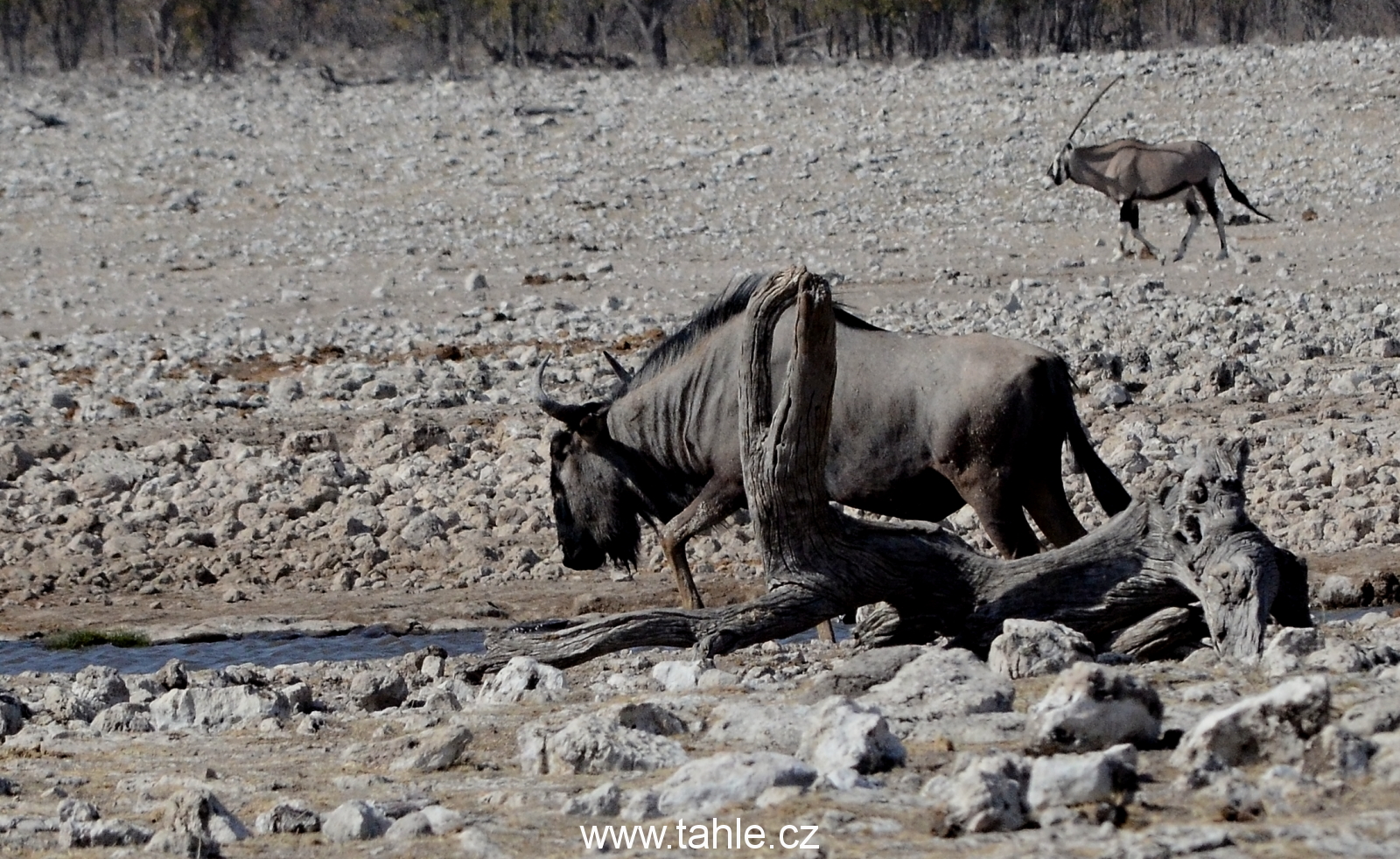 NP Etosha (2)