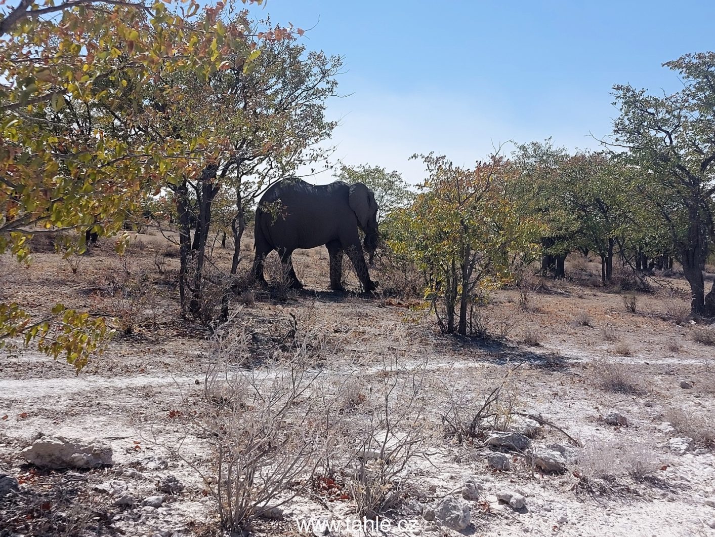 NP Etosha