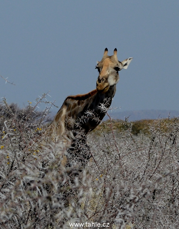 Etosha