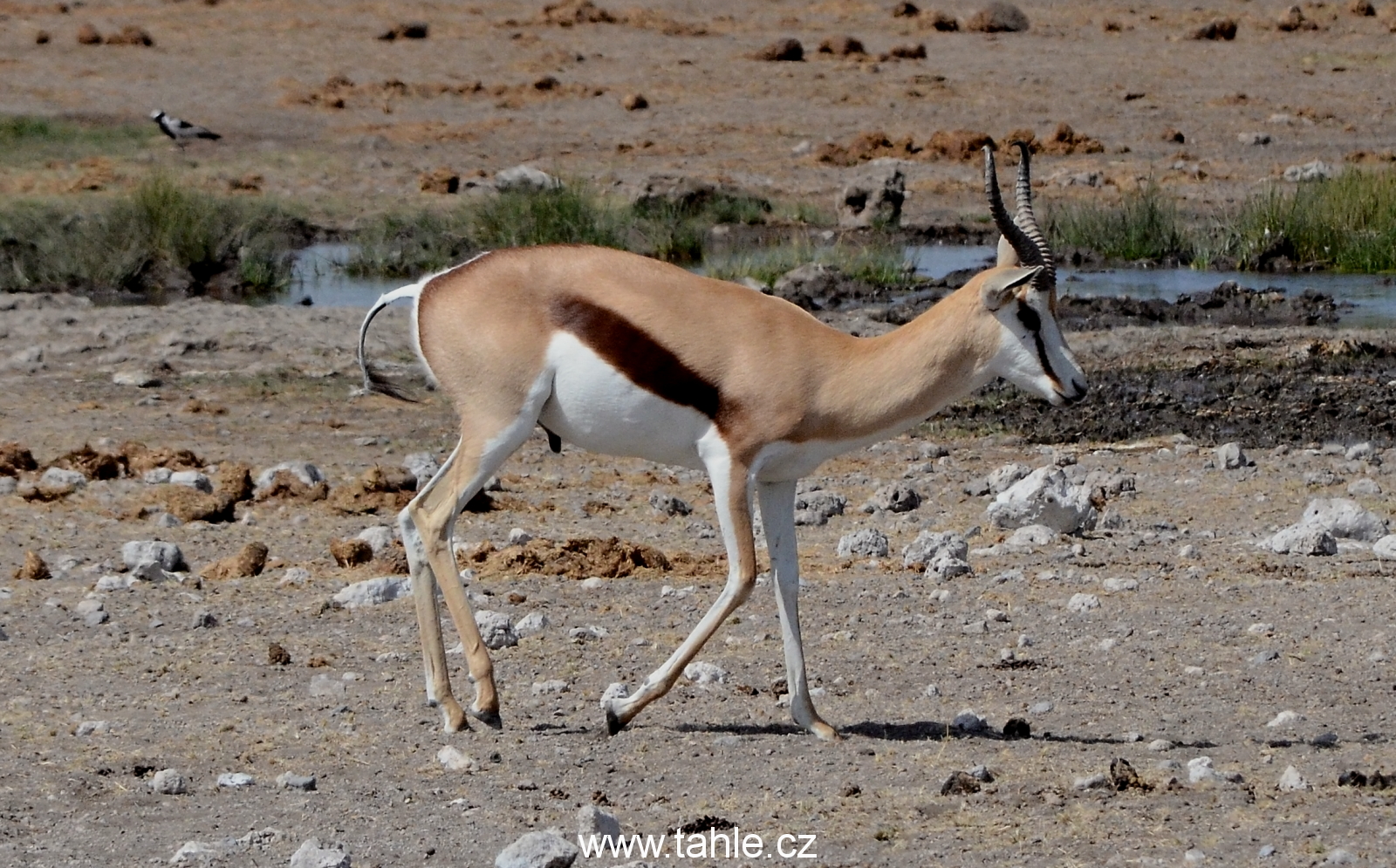 NP Etosha (2)