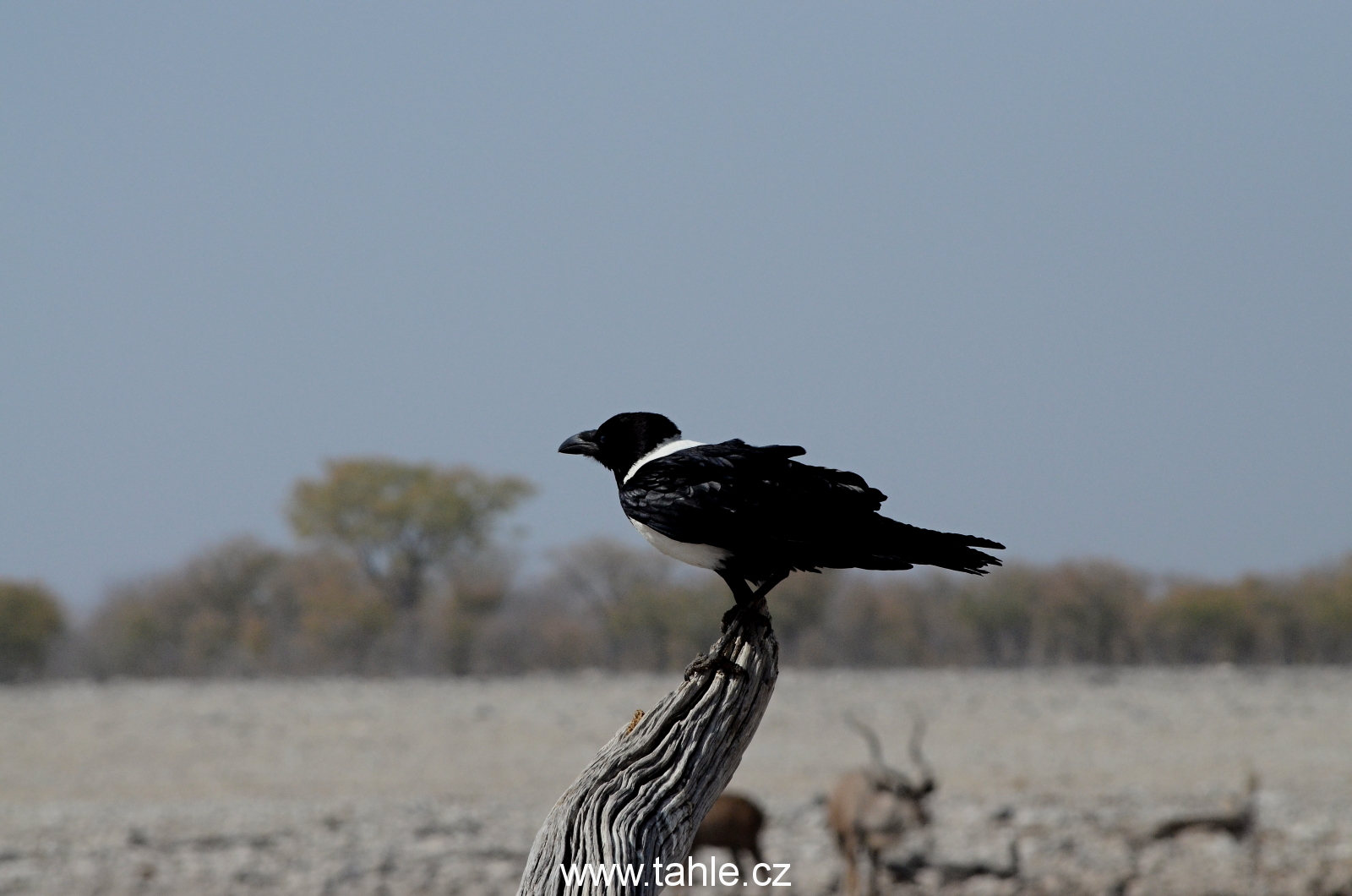 NP Etosha (2)