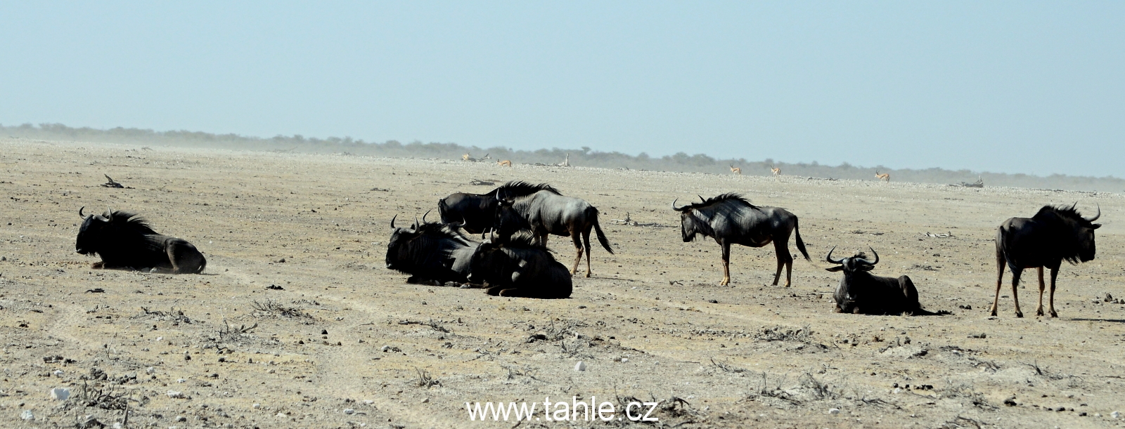 NP Etosha