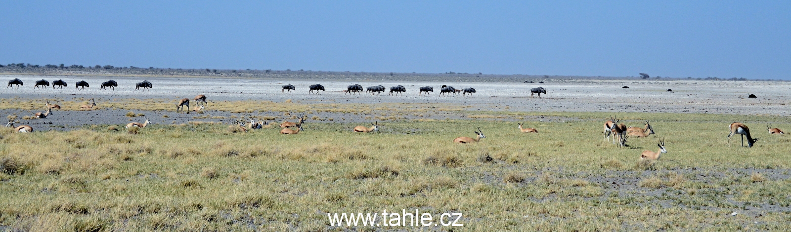 NP Etosha