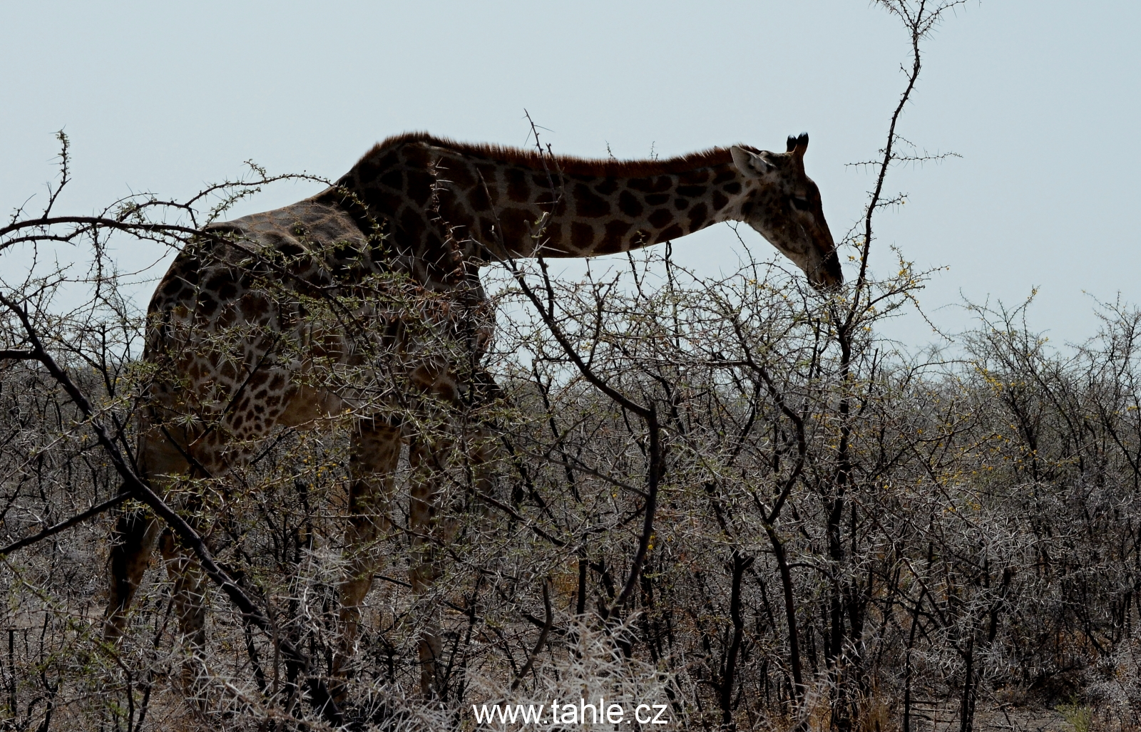 NP Etosha (2)