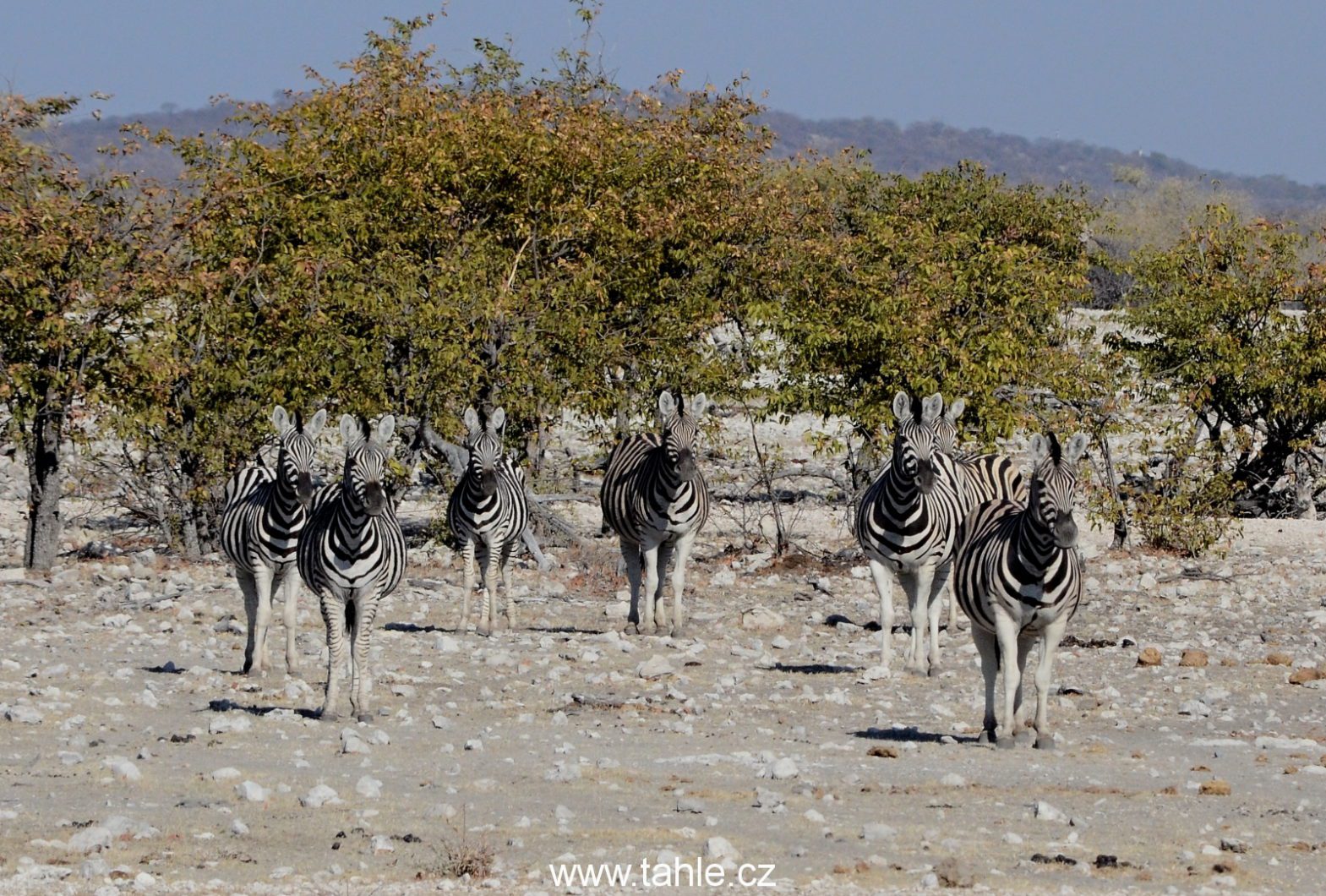 NP Etosha