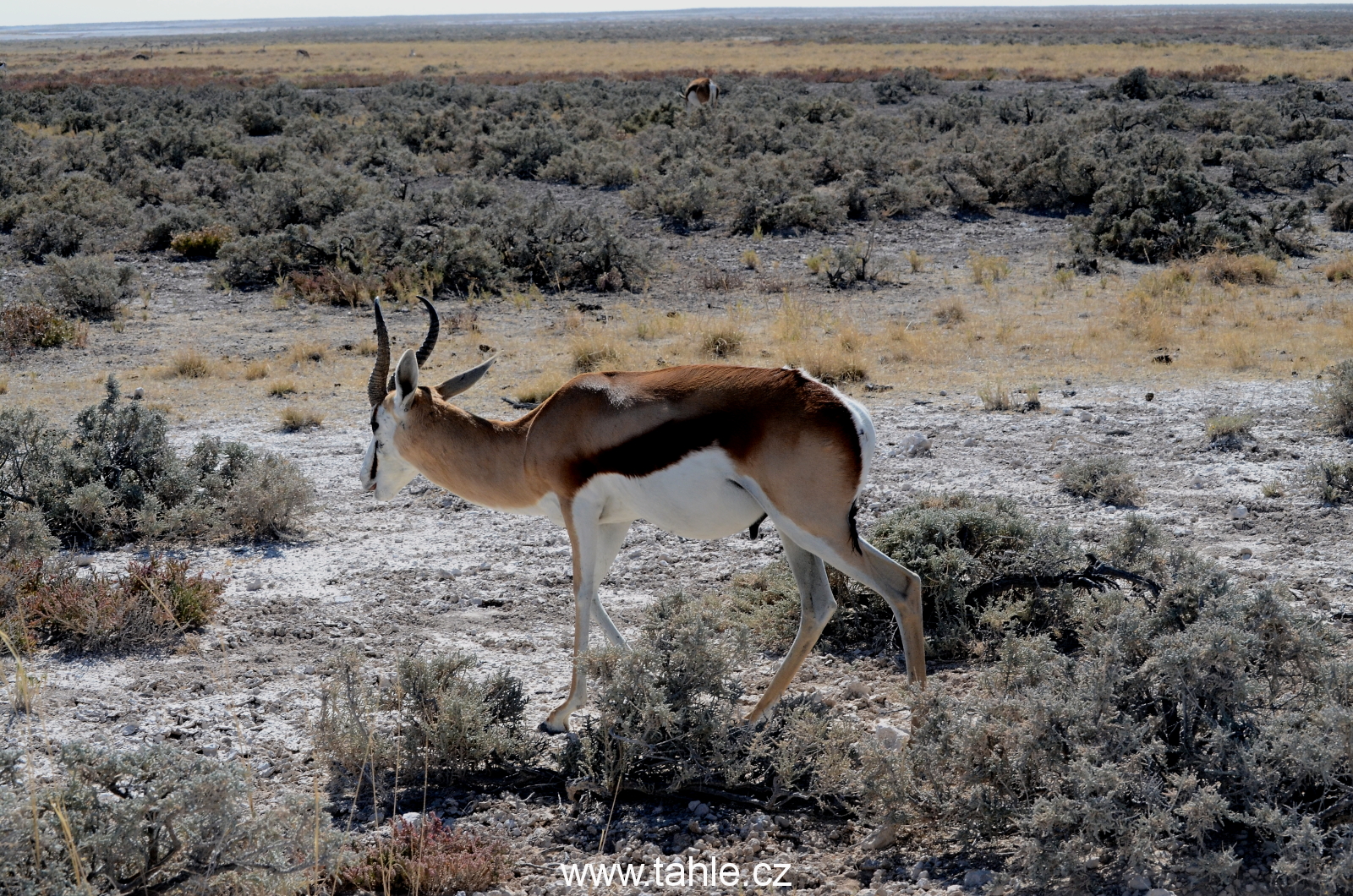 NP Etosha