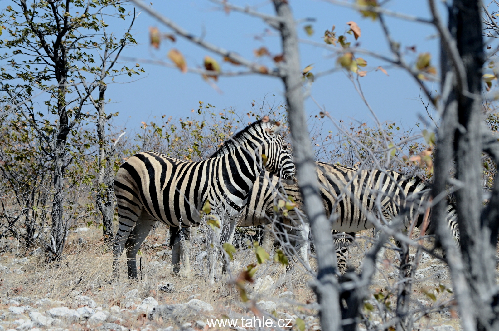 NP Etosha