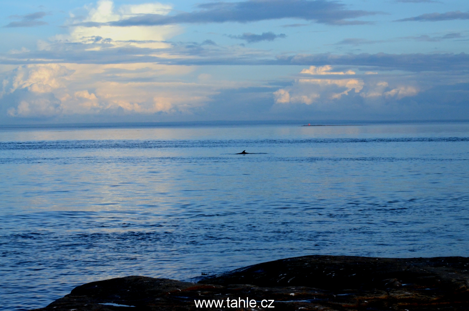 Tadoussac Whales