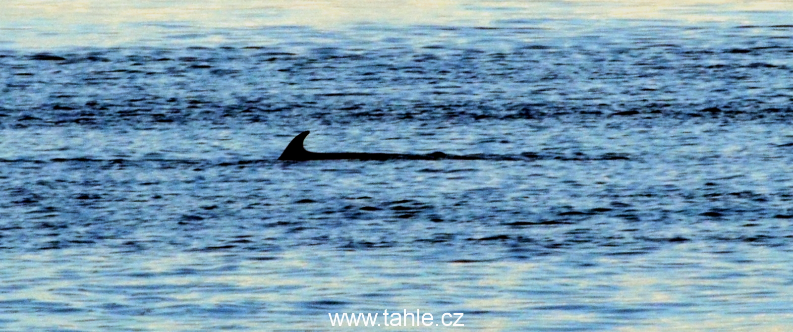 Tadoussac Whales