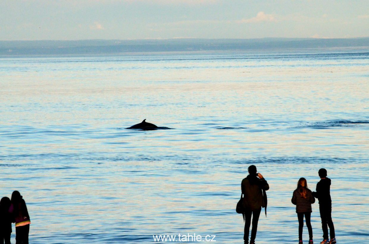 Tadoussac Whales