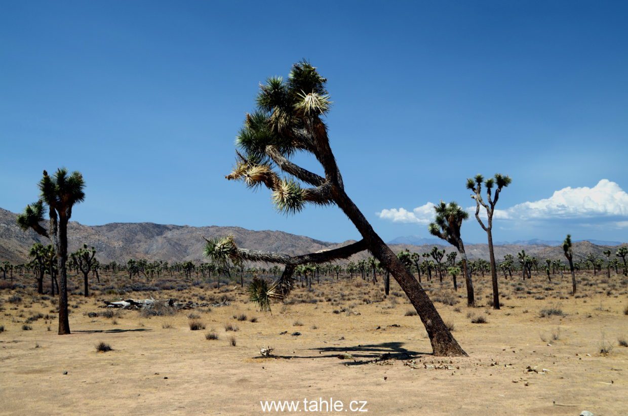 Joshua Tree National Park