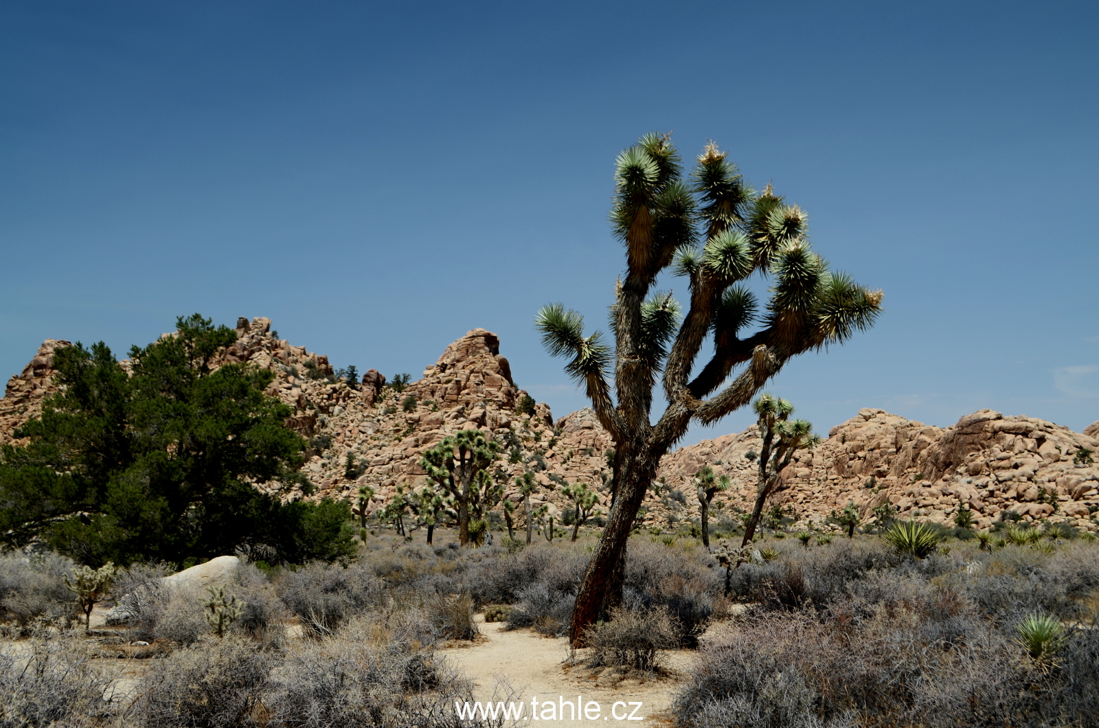 NP Joshua Tree