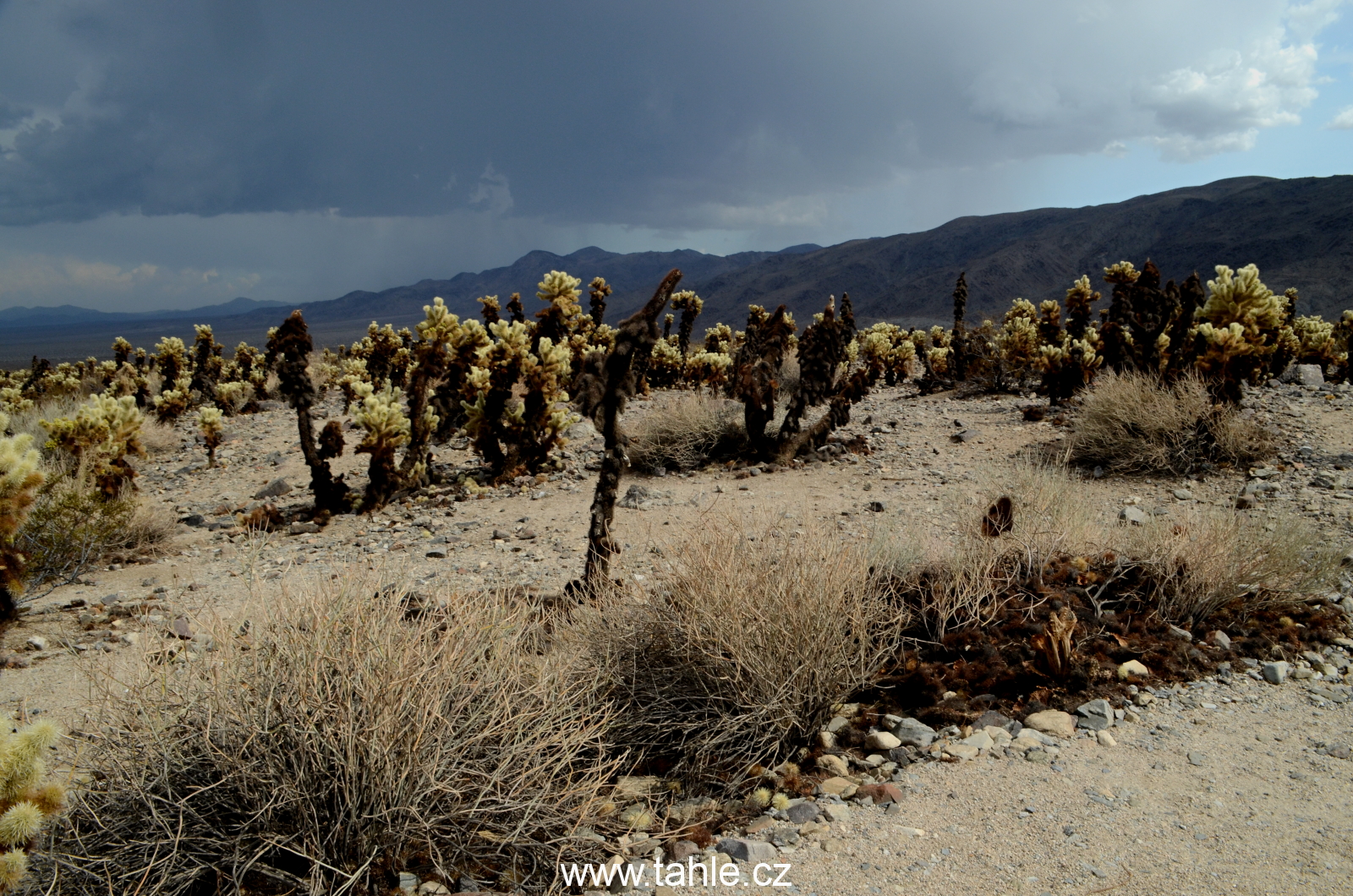 NP Joshua Tree